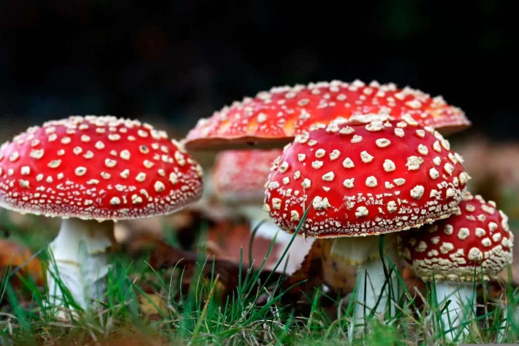 Mushroom Gummies