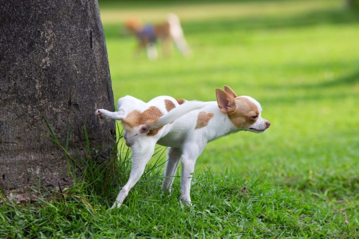 dog urine smell